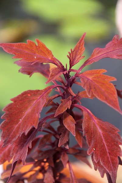Solenostemon `Lancelot Velvet Mocha` - Buntnessel