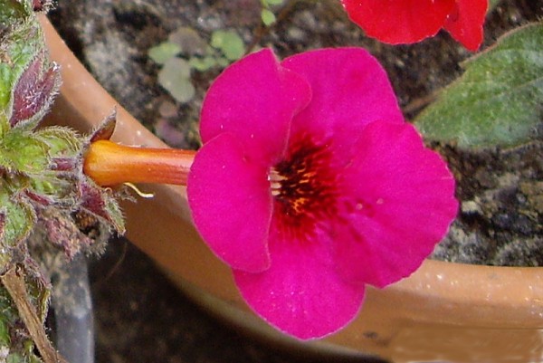x Achimenantha `Golden Jubilee` - Schiefteller