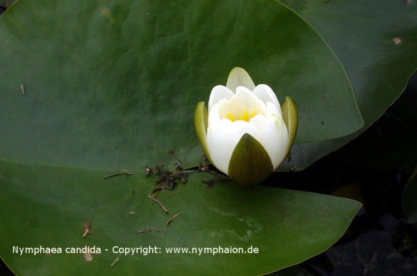 Nymphaea candida [C.Presl.] - Glänzende Seerose