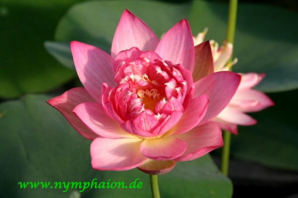 Nelumbo `Neuer roter Lotos` - Lotosblume