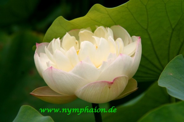 Nelumbo `Kleiner Brokatlotos` - Lotosblume