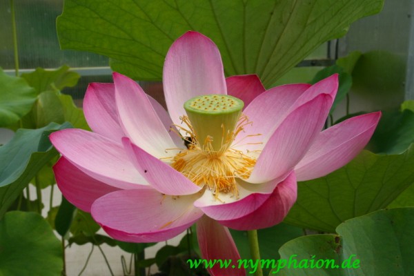 Nelumbo `Lotos von Heilong` - Lotosblume