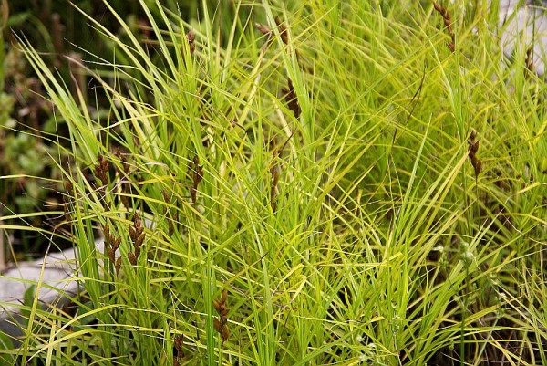 Carex muskigumensis `Little Midget` - Zwergpalmwedelsegge