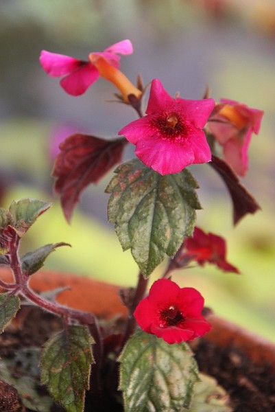 Achimenes `Weinrote Elfe` - Schiefteller