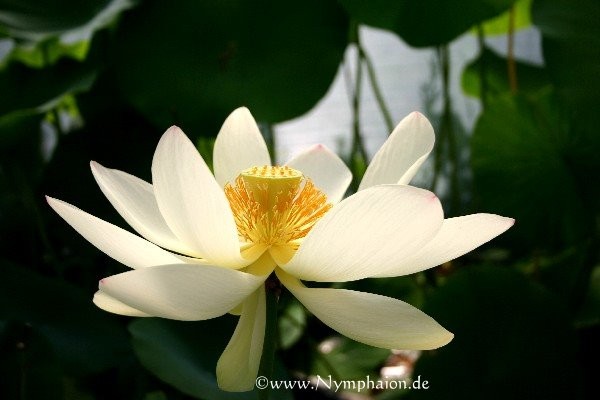 Nelumbo `Maihiren` Lotosblume