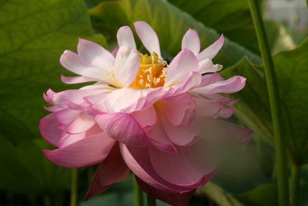 Nelumbo `Regenmond` - Lotosblume