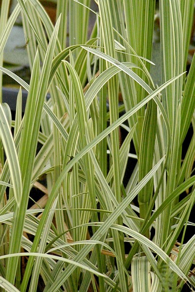 Glyceria maxima `Variegata` - Bunter Wasserschwaden