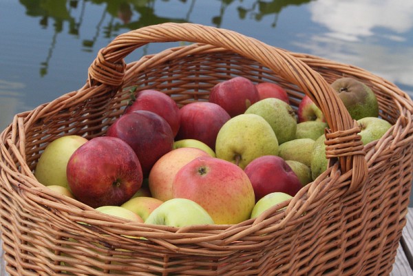 5 Kilo Birnen gemischt von unserer Streuobstwiese