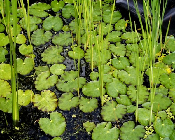 Nymphoides peltata [(S.G. Gmel.) Kuntze] - Seekanne