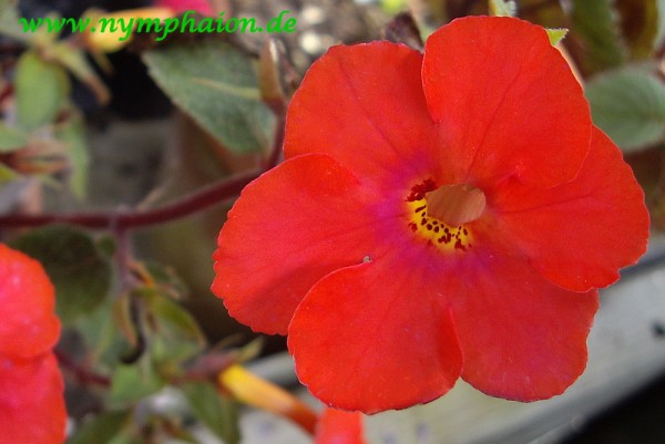Achimenes `Flamenco` - Schiefteller