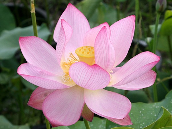 Nelumbo `Eos` - Lotosblume