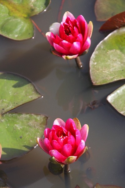 Nymphaea `Red Paradise` - Winterharte Seerose