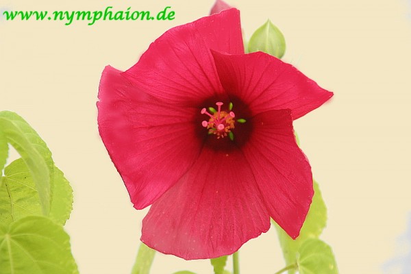 Hibiscus moscheutos `Southern Belle` - Sumpfhibiskus