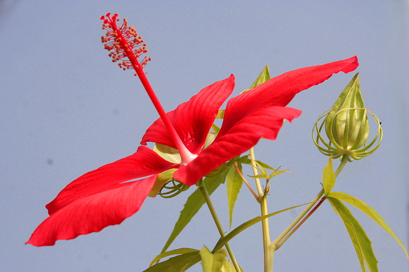 Hibiscus-coccineus-16-07-09-01