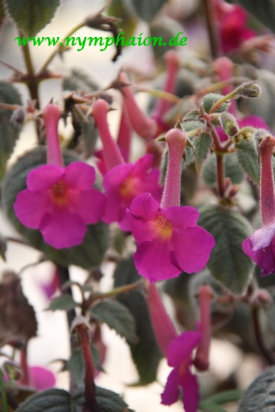 Achimenes `Harry Williams`- Schiefteller