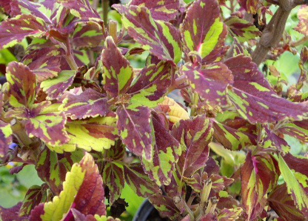 Solenostemon `Solariensis` - Buntnessel