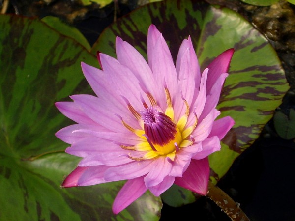 Nymphaea `Kathy McLane` - Tropische Seerose