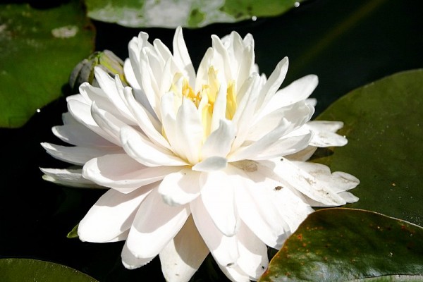 Nymphaea `Gloire du Temple-sur-Lot` - Winterharte Seerose