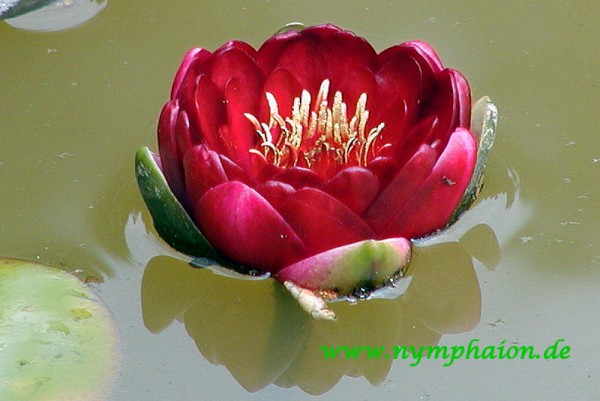 Nymphaea `Perry`s Deepest Red` - Winterharte Seerose