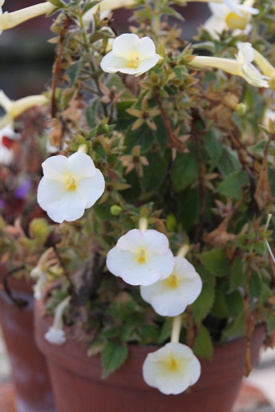 x Achimenantha `Himalayan Sunset` - Schiefteller