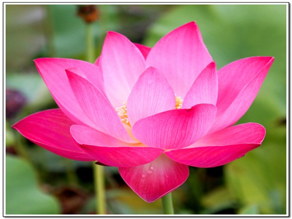 Nelumbo `East Lake Pink` - Lotosblume