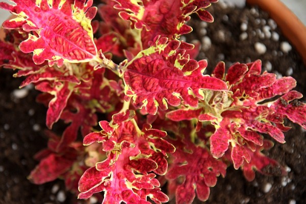 Solenostemon `Jupiter` - Buntnessel