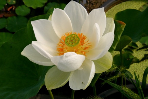 Nelumbo `Dagadong` - Lotosblume