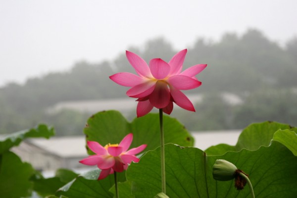 Nelumbo `Nebel auf dem Fluss` - Lotosblume