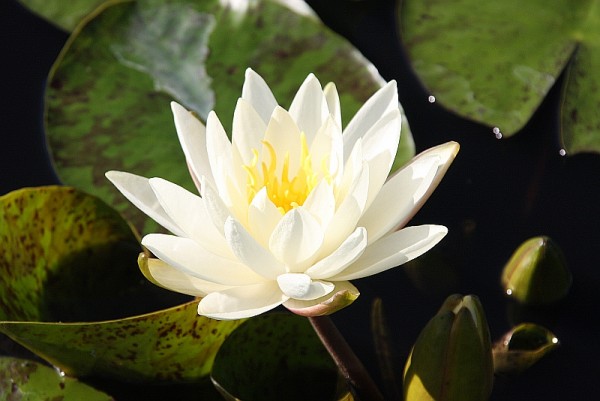 Nymphaea `Moon Dance` - Winterharte Seerose
