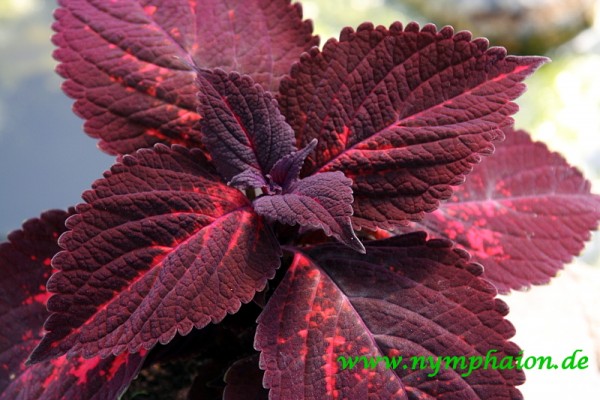 Solenostemon `Kingwood Torch` - Buntnessel