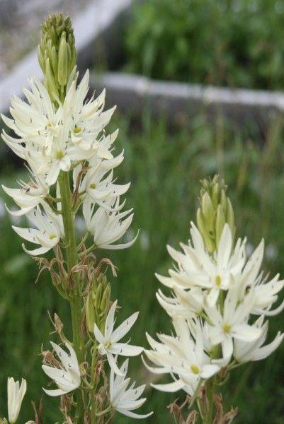 Camassia leichtlinii `Alba` - Prärielilie