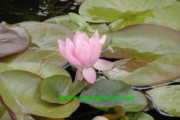 Nymphaea `Gruß an Potsdam` - Winterharte Seerose