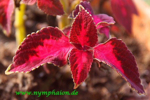 Solenostemon `King Henry' - Buntnessel