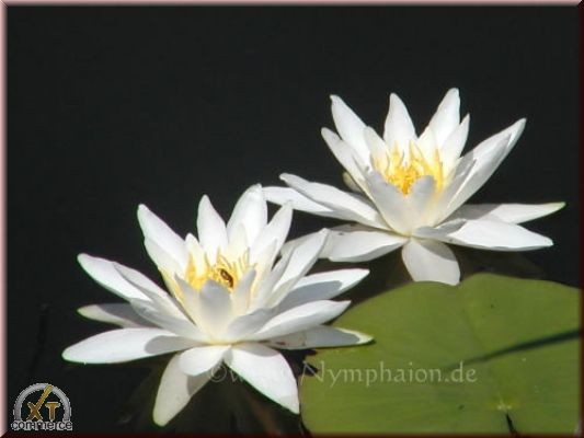 Nymphaea `Hermine` - Winterharte Seerose