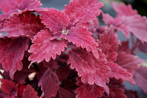 Solenostemon `Eichblatt` - Buntnessel, Coleus