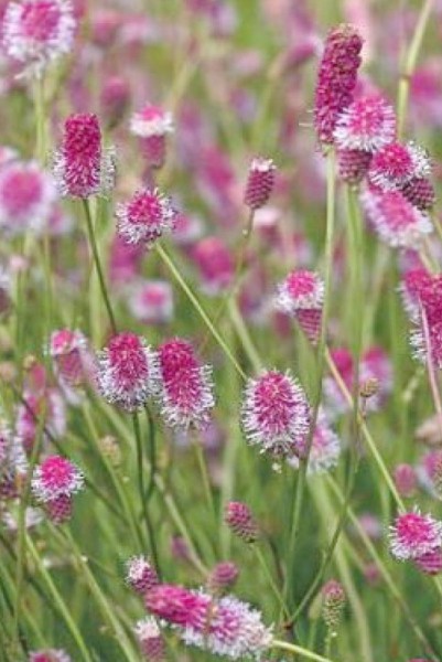 Sanguisorba officinalis 'Pink Tanna' - Großer Wiesenknopf