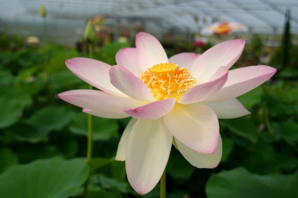 Nelumbo `Pulchra` - Lotosblume