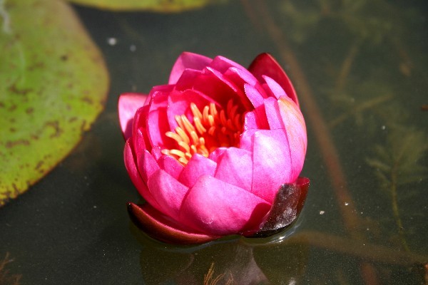 Nymphaea `James Brydon` - Winterharte Seerose