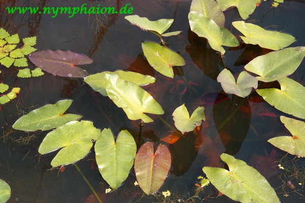 Nuphar japonica 'Rubrotincta' - Japanische Teichrose