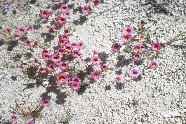 Mimulus tricolor - Dreifarbige Affenblume