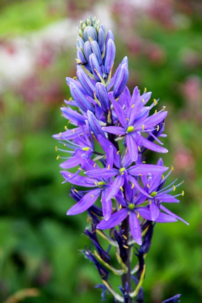 Camassia leichtlinii `Atrocaerulea` - Leichtlins Prärielilie