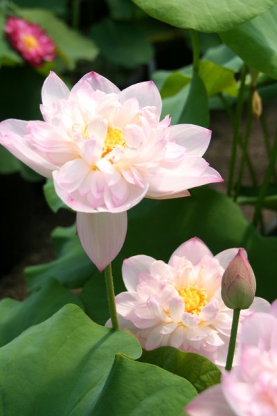 Nelumbo `Jadeturm mit drei Säufern` - Lotosblume