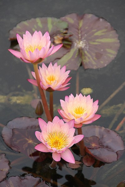 Nymphaea `Tropic Sunset` - Tropische Seerose