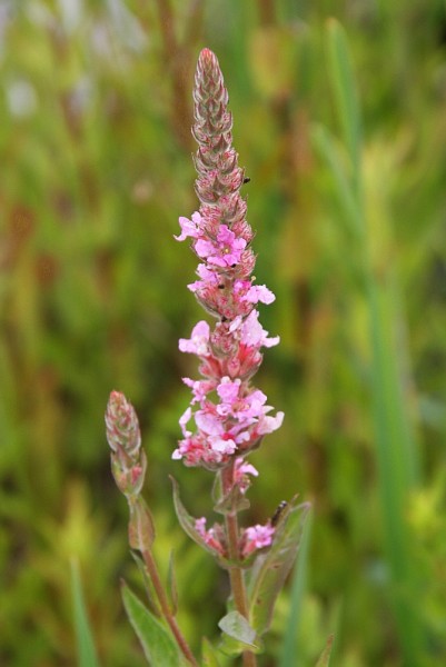 Lythrum salicaria `Blush` - Blutweiderich