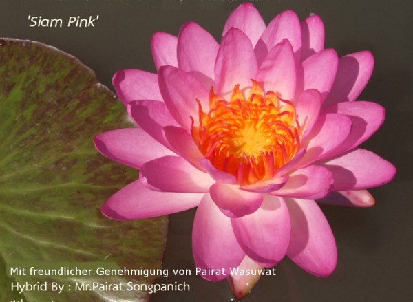 Nymphaea `Siam Pink` - Winterharte Intersubgenerische Seerose