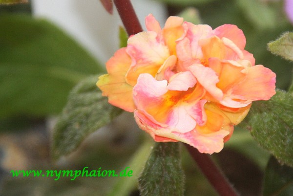 Achimenes `Giselle` - Schiefteller