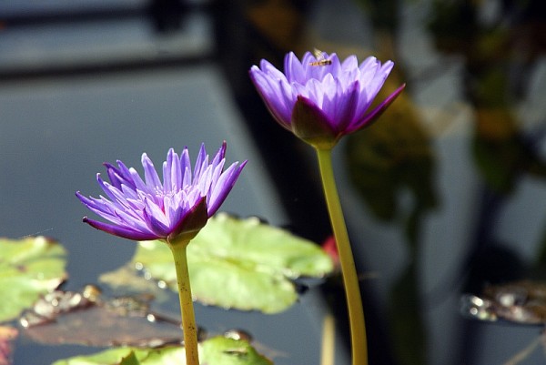 Nymphaea `Purple Zanzibar` - Tropische Seerosenknolle