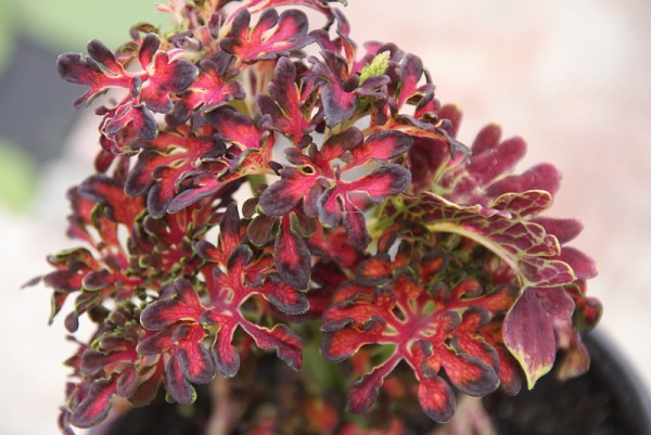 Solenostemon `Kirschrot` - Buntnessel