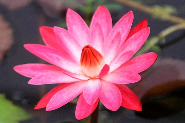 Nymphaea `Red Flare` - Tropische Seerosenknolle