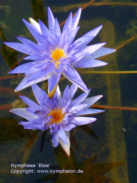 Nymphaea `Elsie`- Tropische Seerose